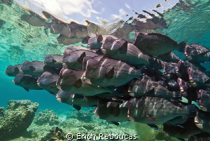 Herds of Sipadan by Erich Reboucas 